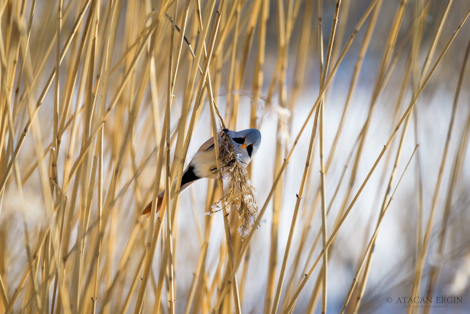 Valokuvaaja: Atacan Ergin