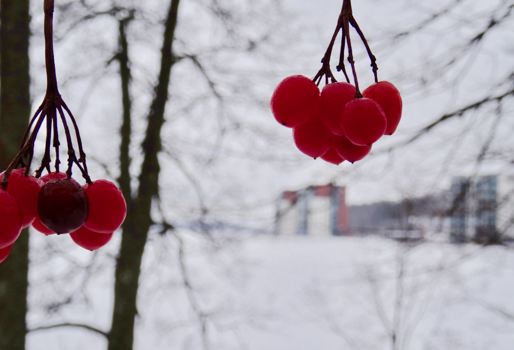 Valokuvaaja: Liisa Niiva-Korpela