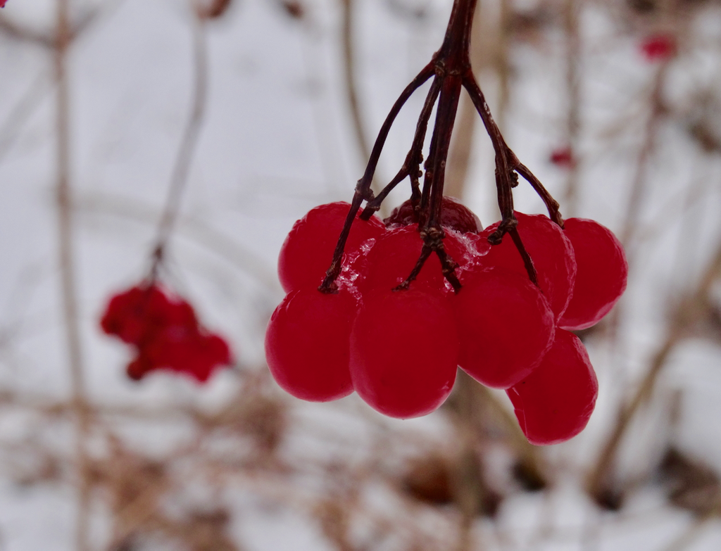 Valokuvaaja: Liisa Niiva-Korpela
