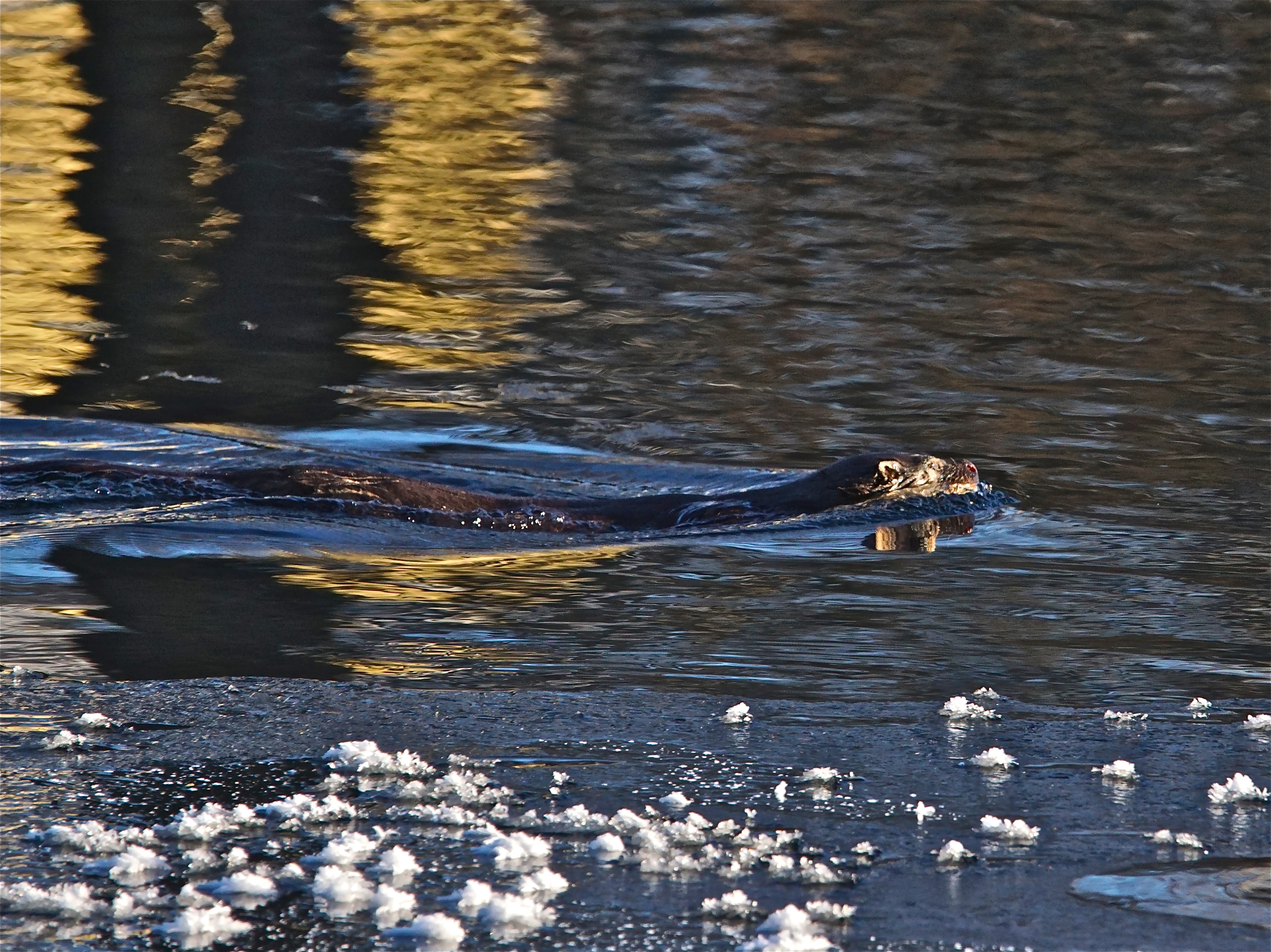 Valokuvaaja: Markku Ranta-Eilola  (mre)