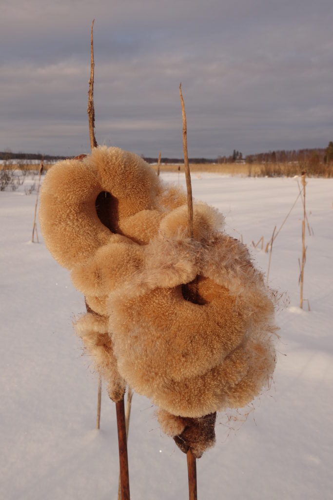 Valokuvaaja: Kaarina