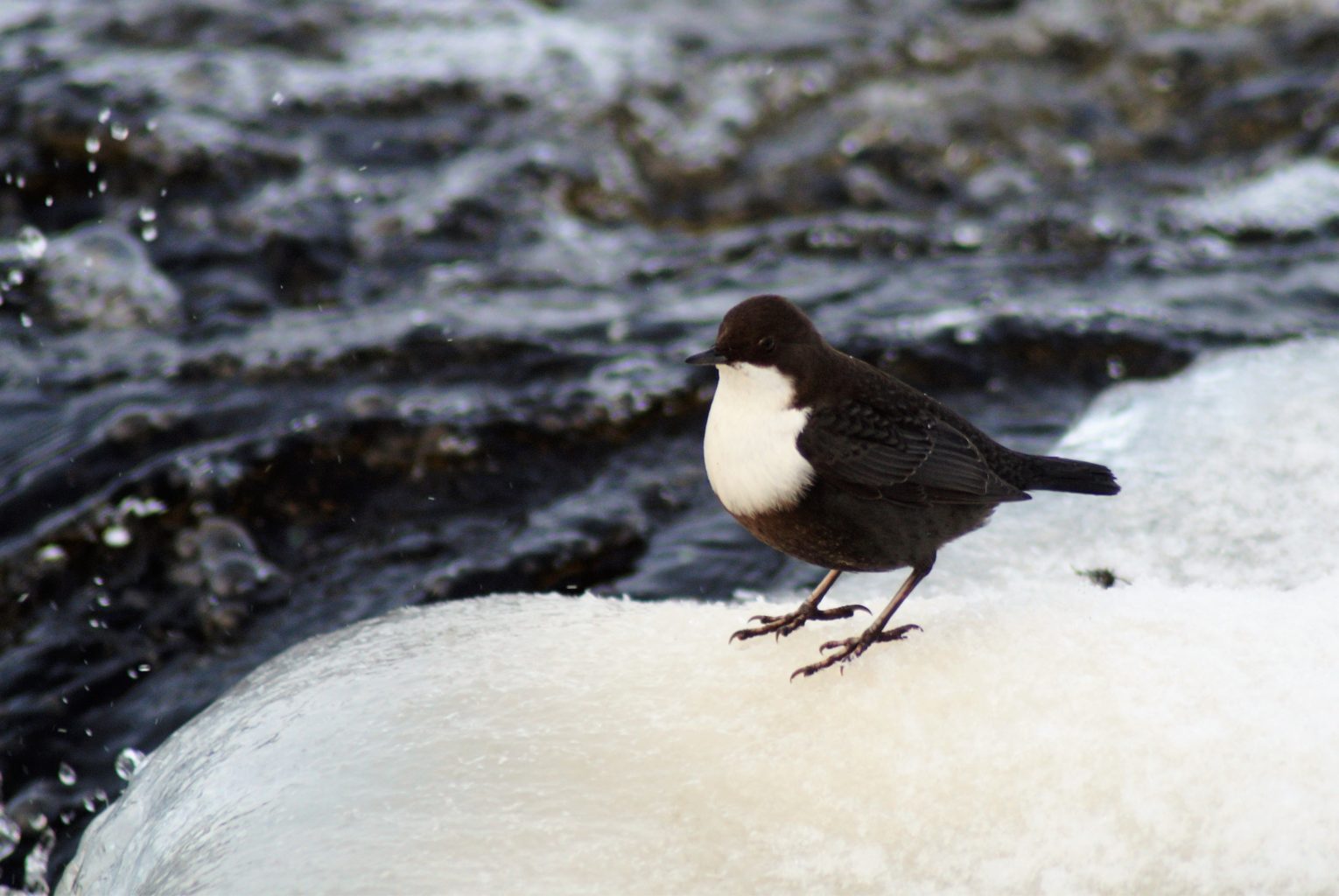 Valokuvaaja: Maarit Siitonen