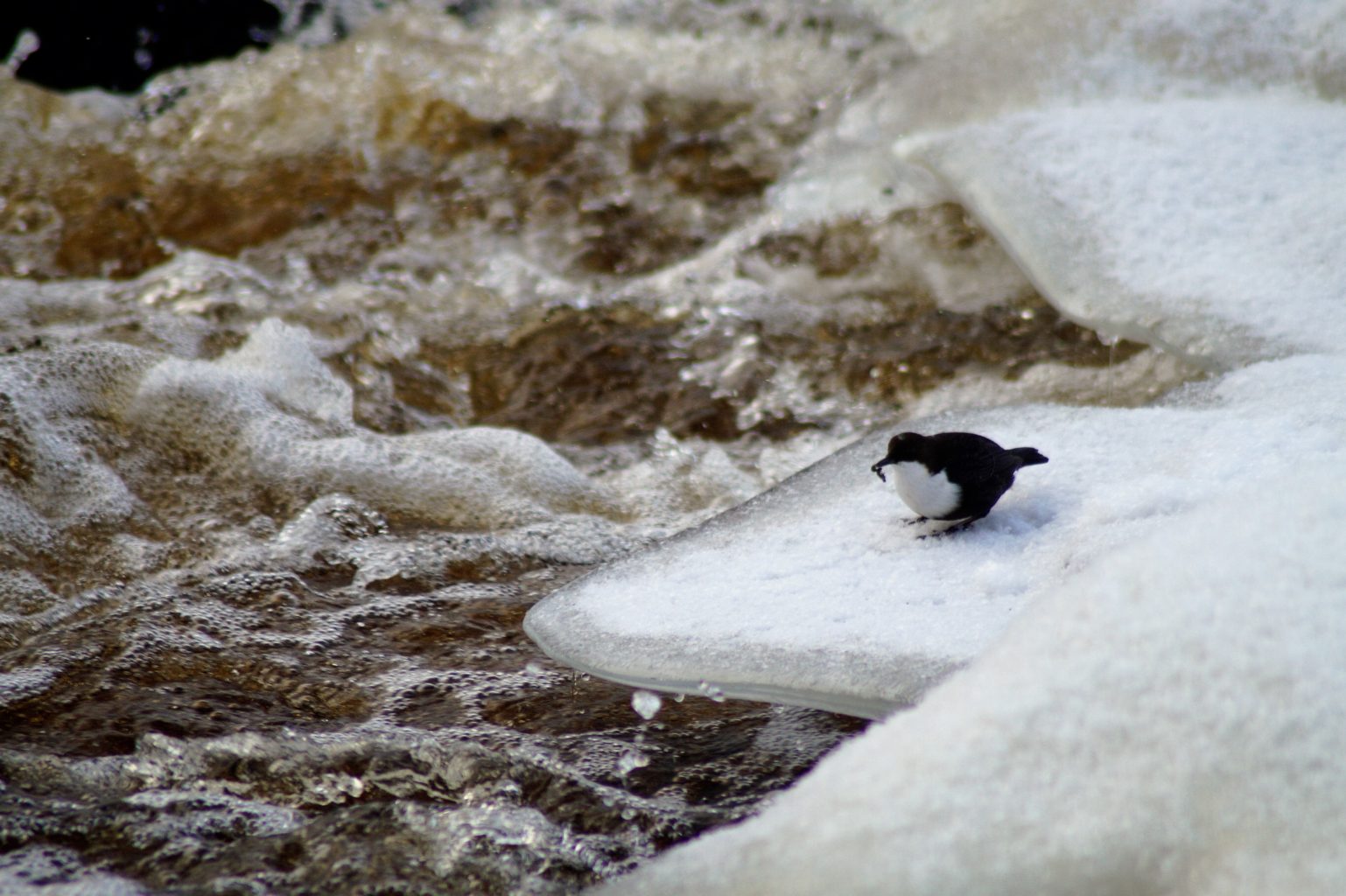 Valokuvaaja: Maarit Siitonen