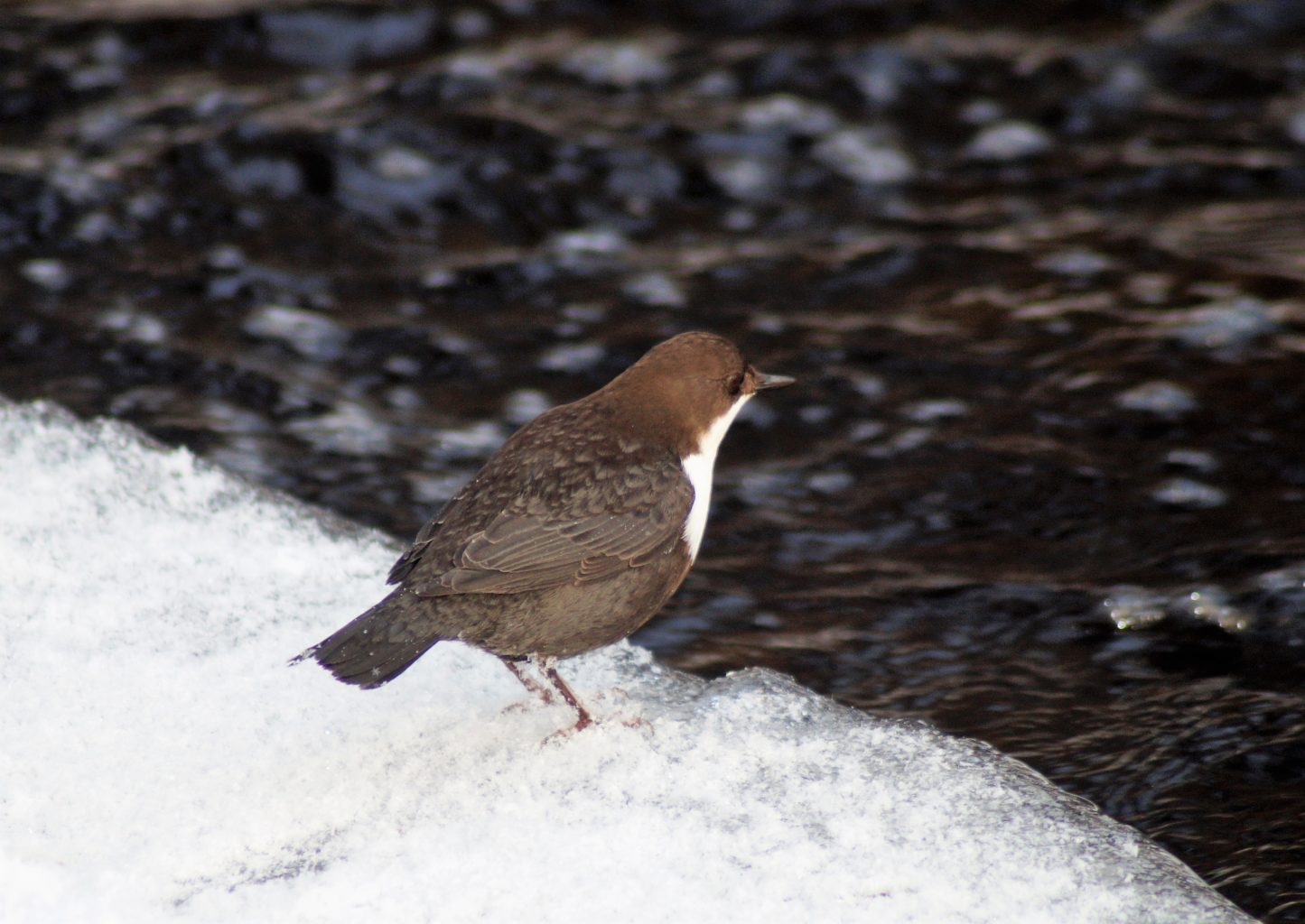 Valokuvaaja: Maarit Siitonen