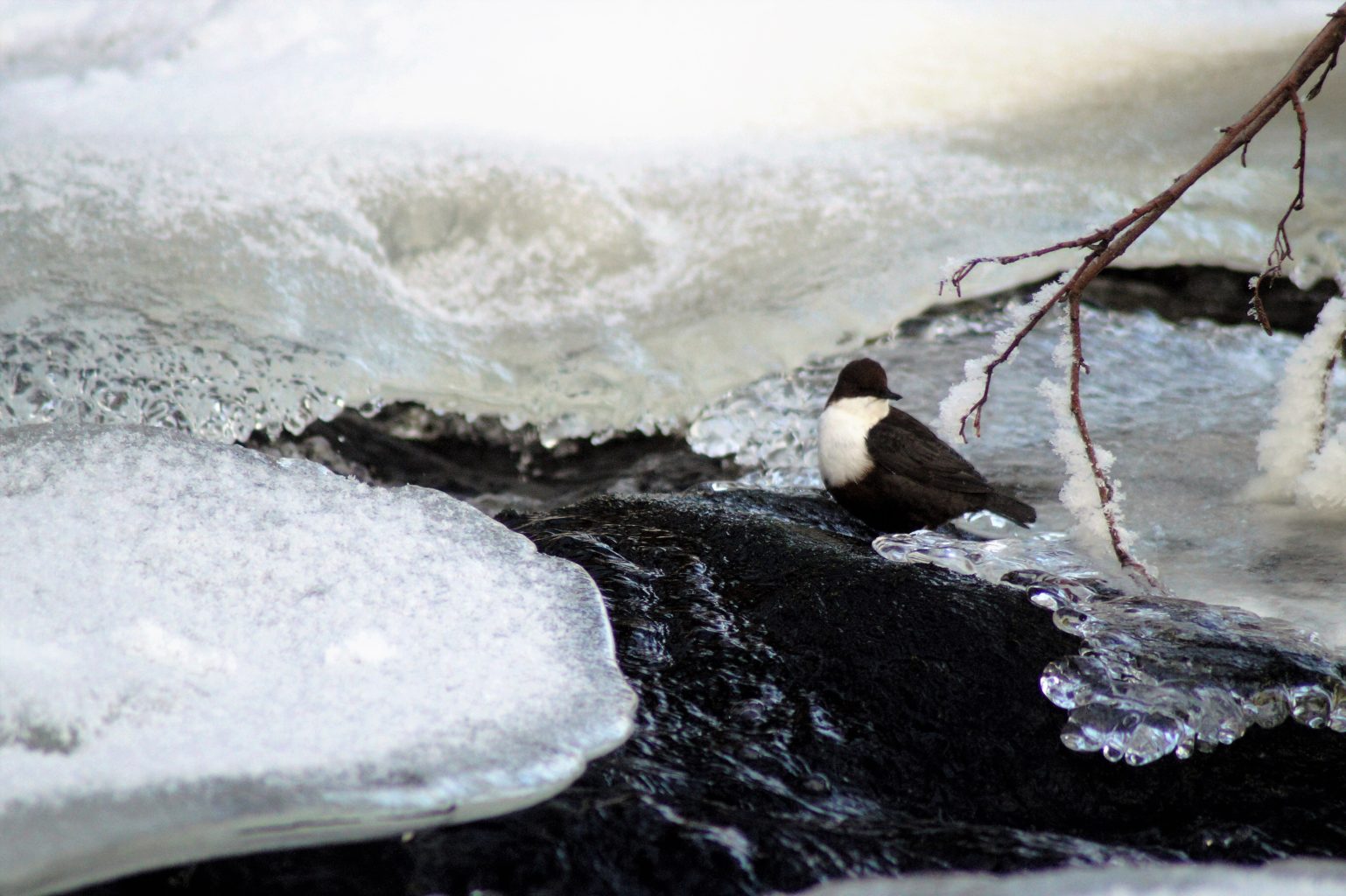 Valokuvaaja: Maarit Siitonen