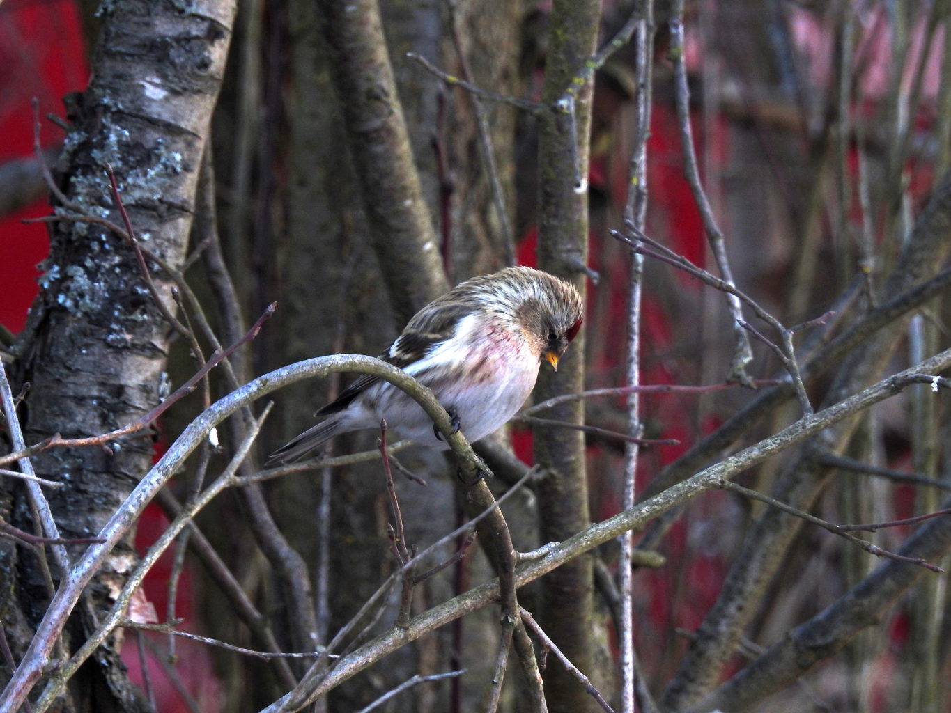 Valokuvaaja: Kari Pirttilä