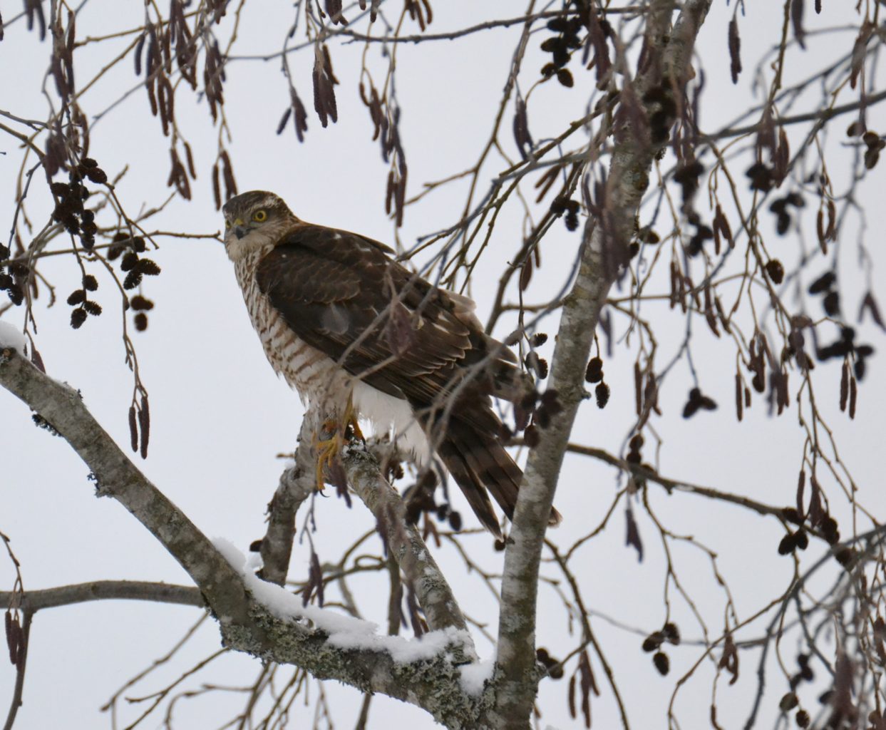 Valokuvaaja: satu välimaa