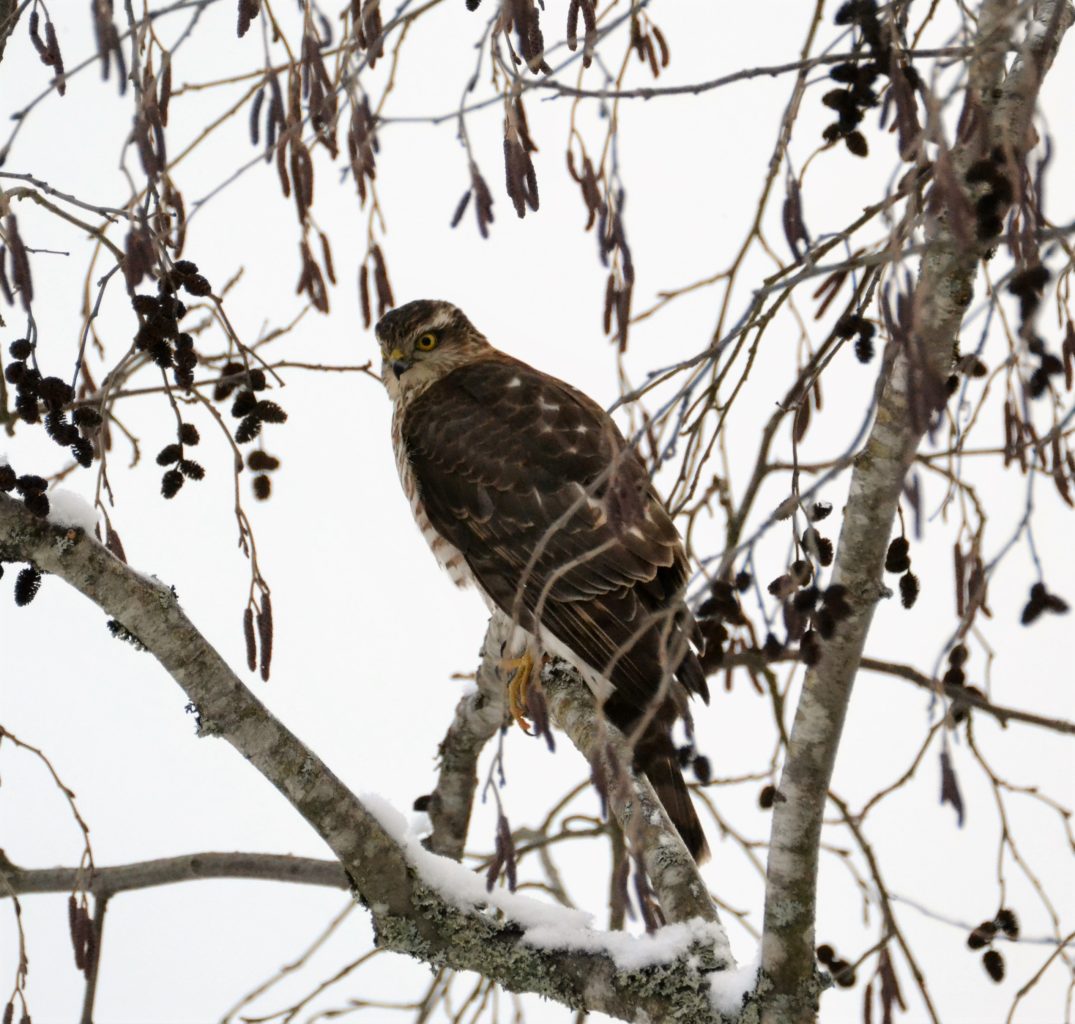 Valokuvaaja: satu välimaa