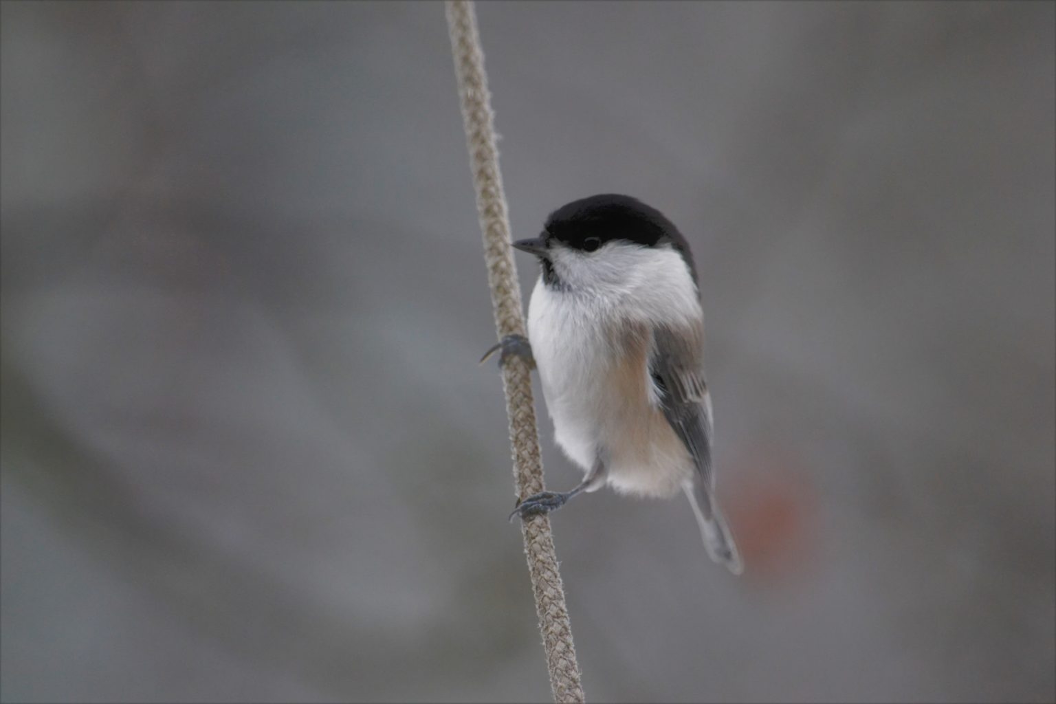 Valokuvaaja: satu välimaa