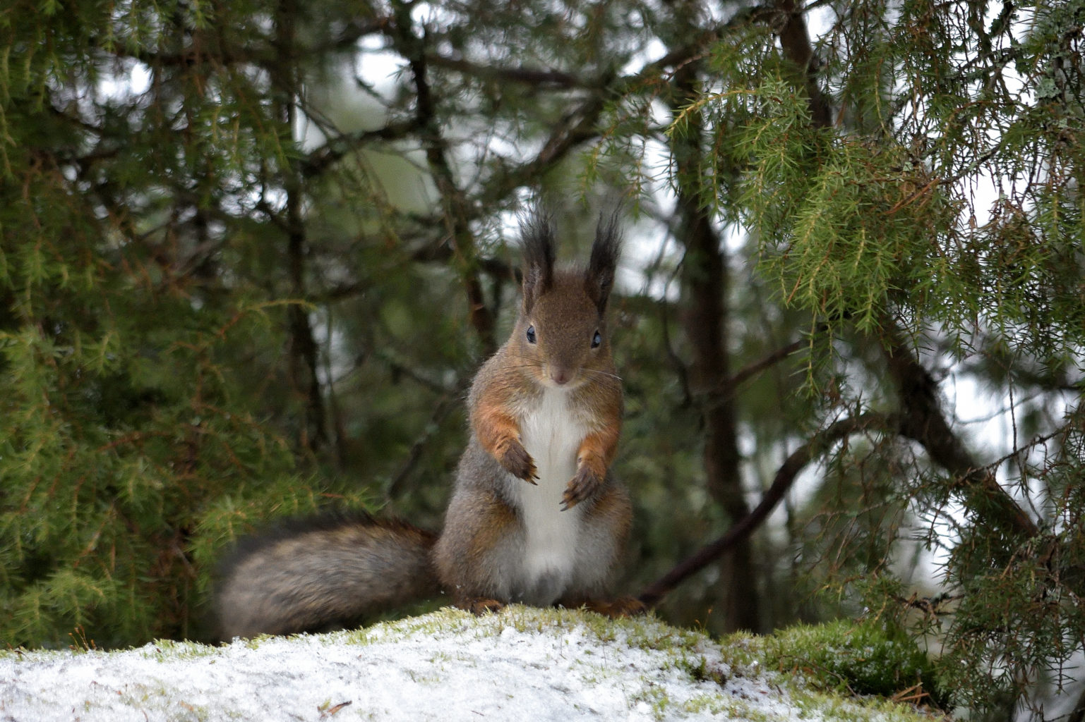 Valokuvaaja: Rauno Mäkinen