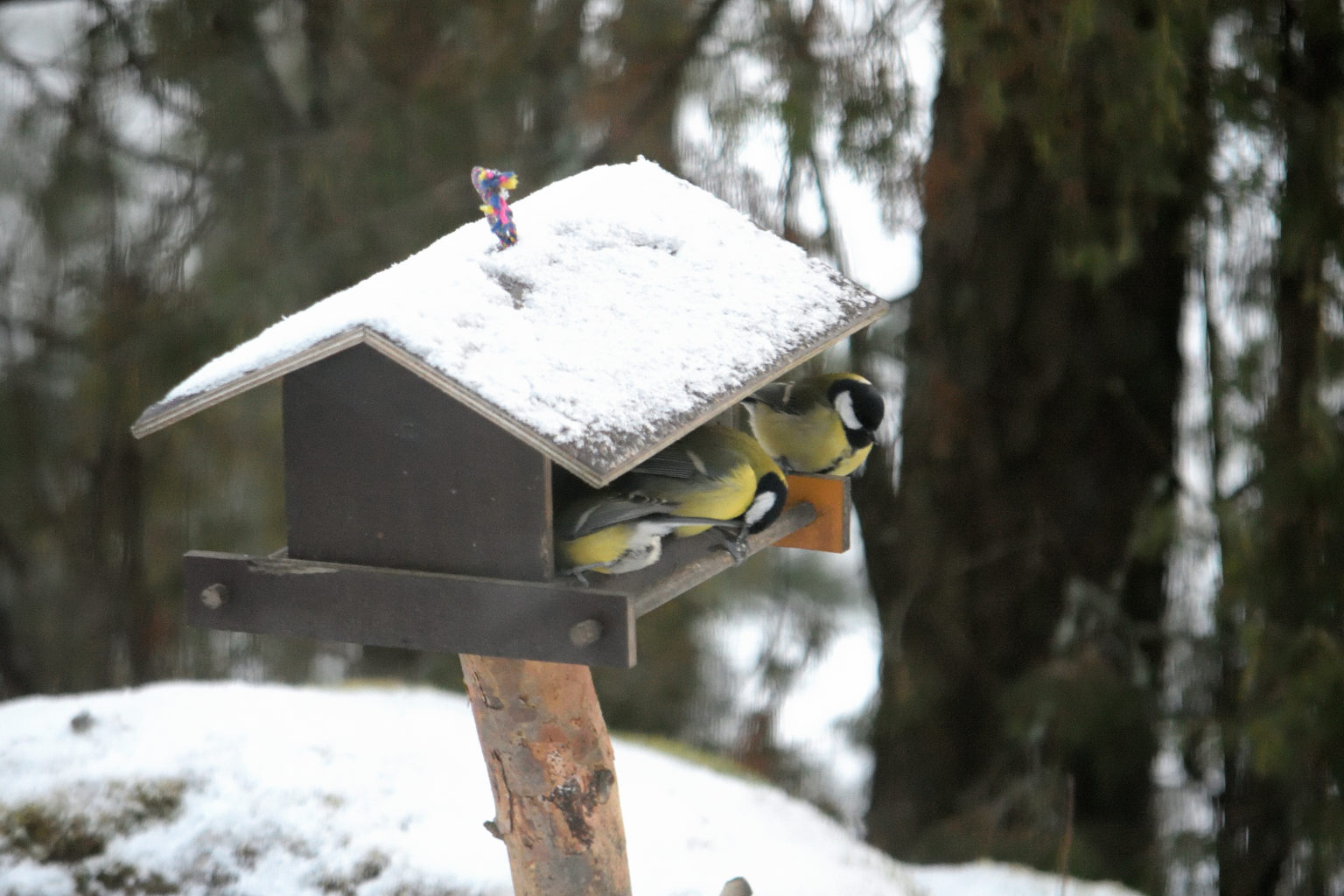 Valokuvaaja: Rauno Mäkinen