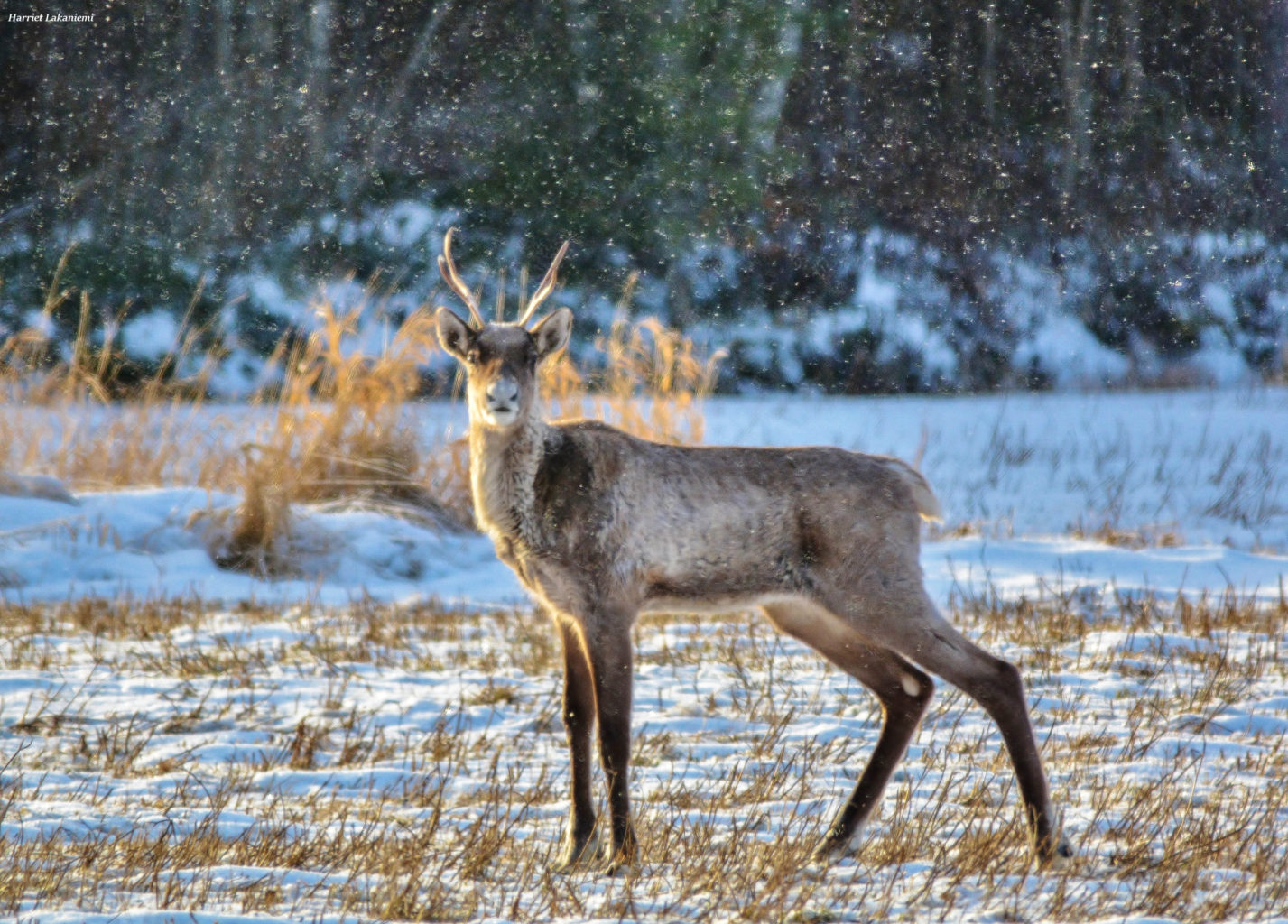 Valokuvaaja: Harriet Lakaniemi