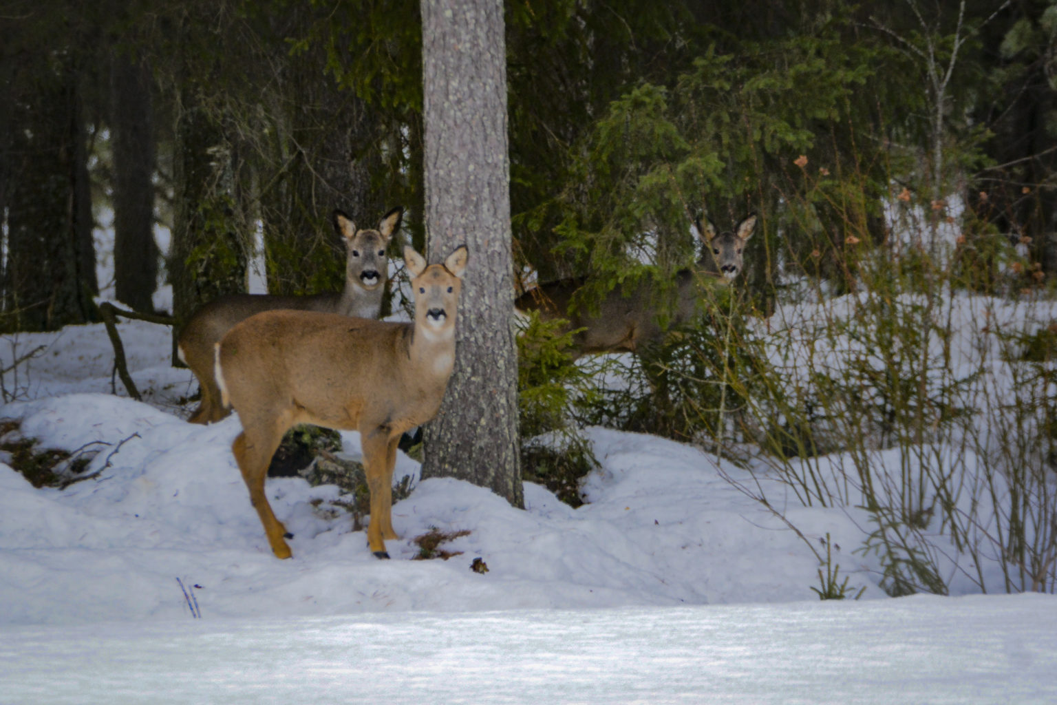 Valokuvaaja: Maija Savolainen