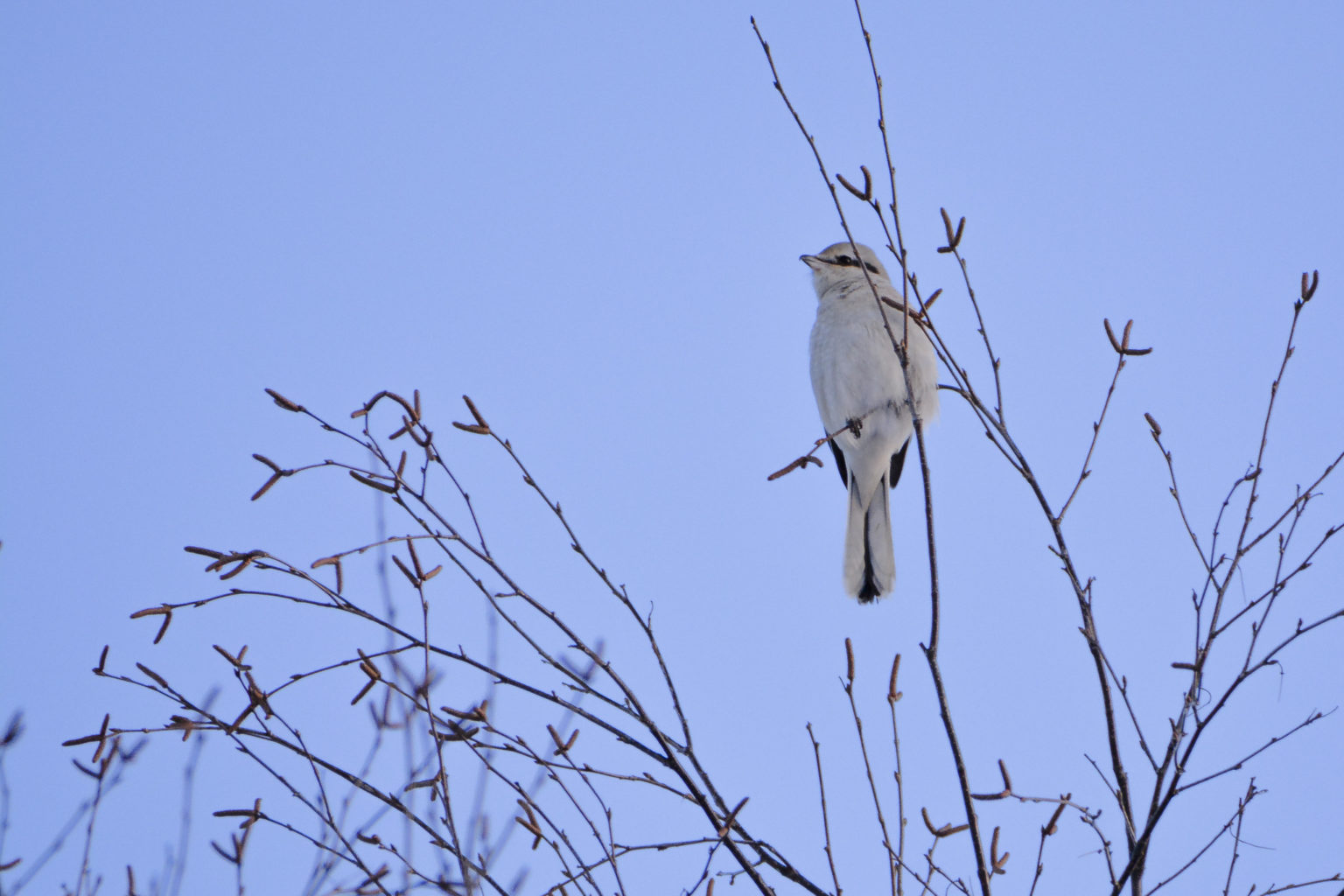 Valokuvaaja: Maija Savolainen Valokuvaaja: Maija Savolainen