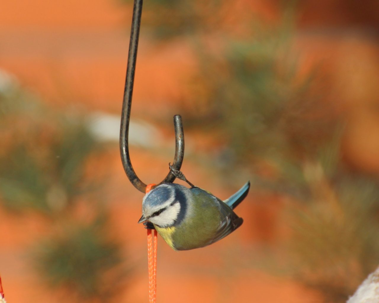 Valokuvaaja: Irja Lehtinen