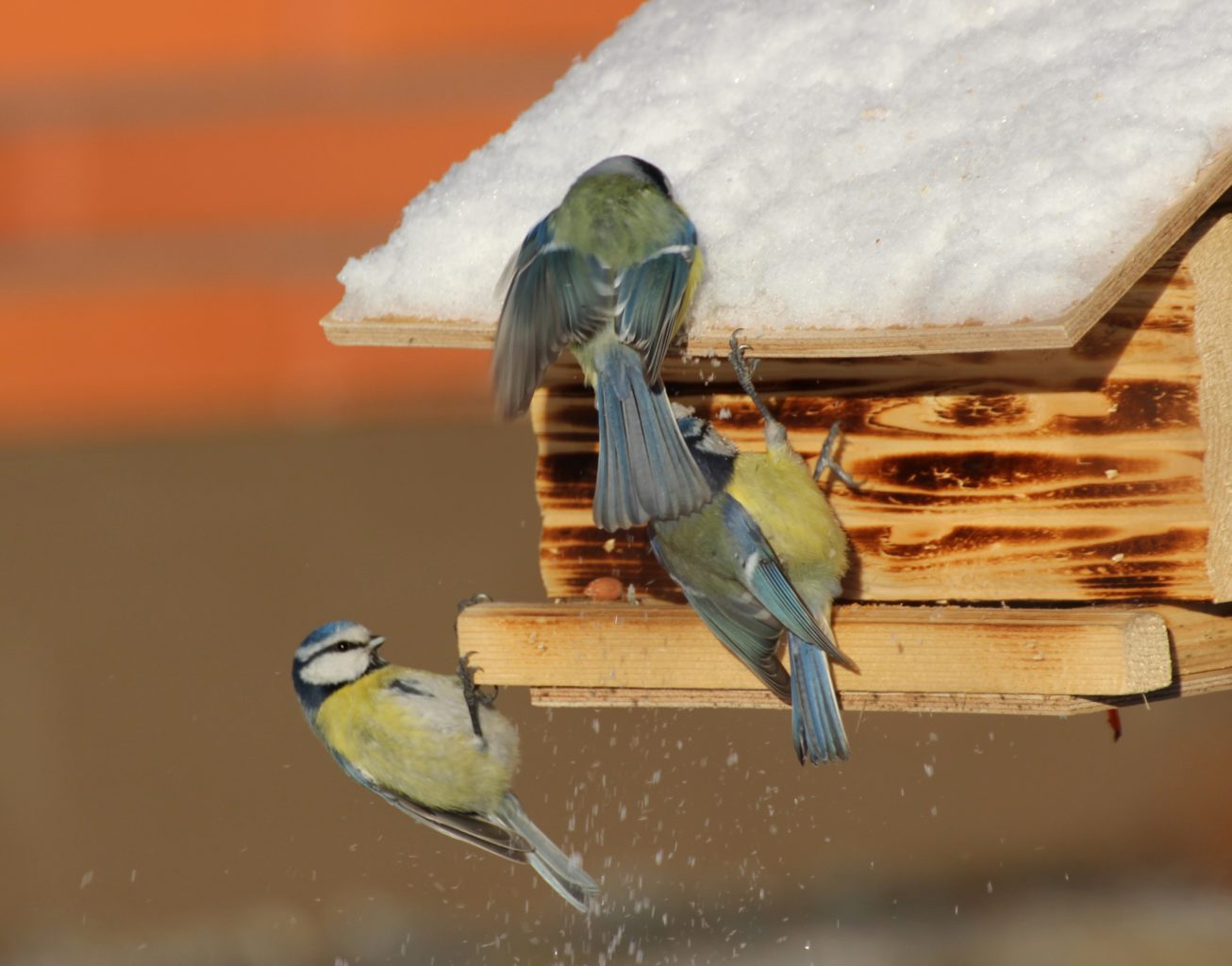 Valokuvaaja: Irja Lehtinen