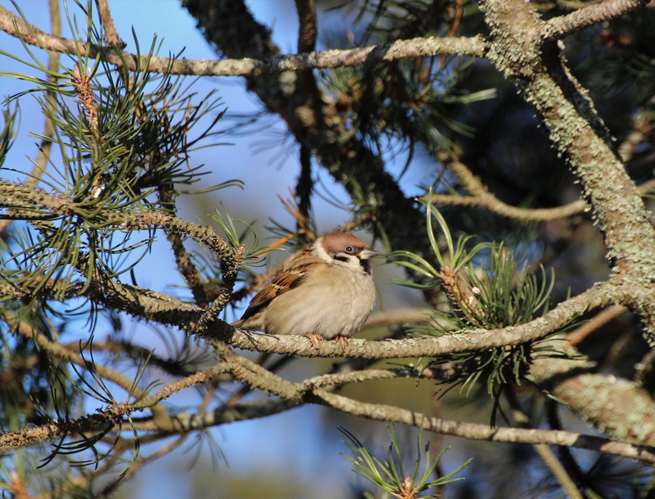 Valokuvaaja: Irja lehtinen