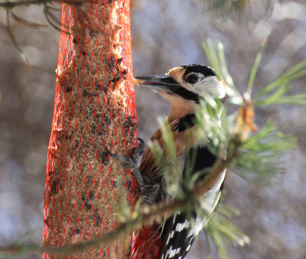 Valokuvaaja: Irja Lehtinen Valokuvaaja: Irja Lehtinen