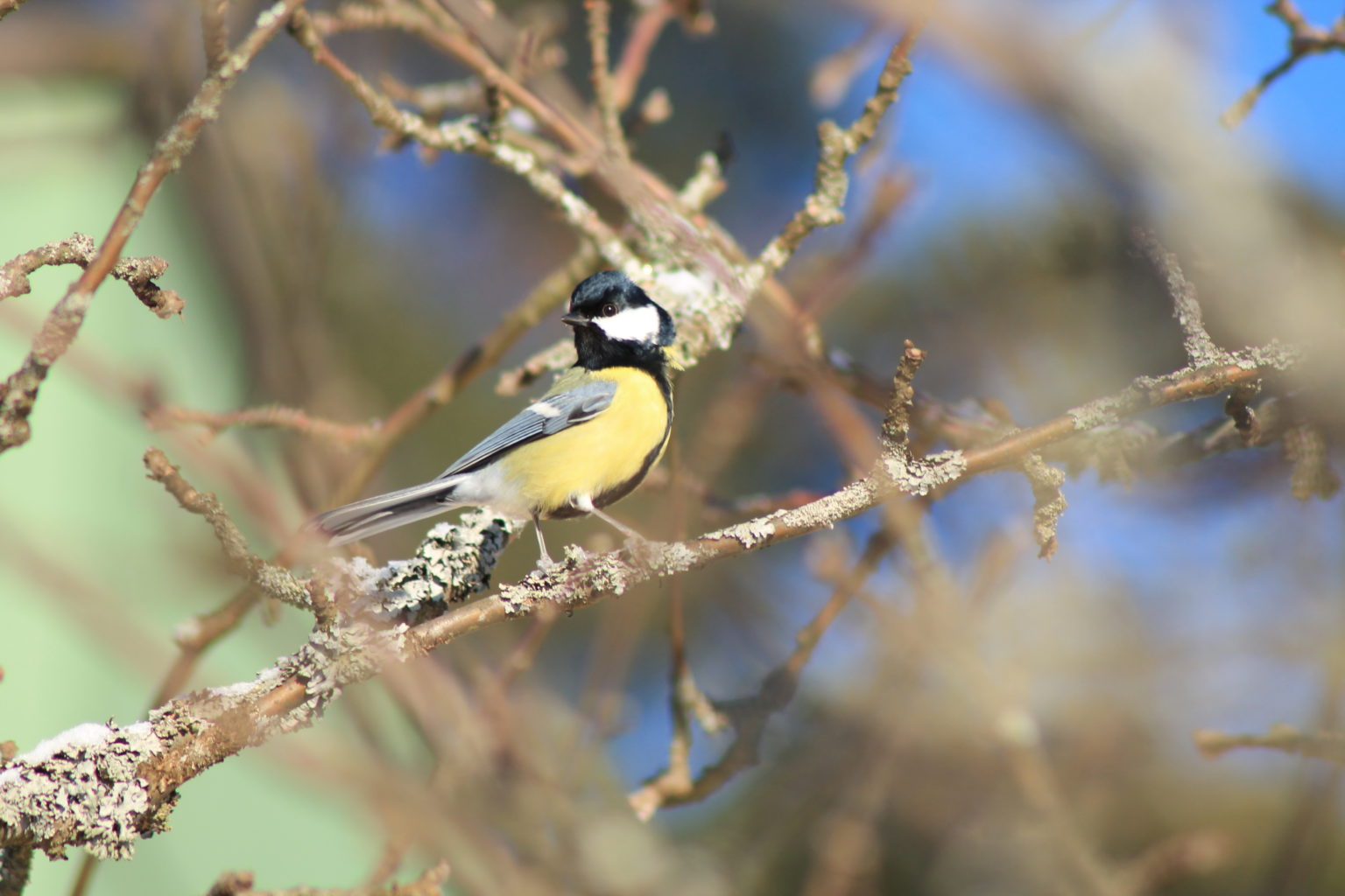Valokuvaaja: Maija Tanskanen