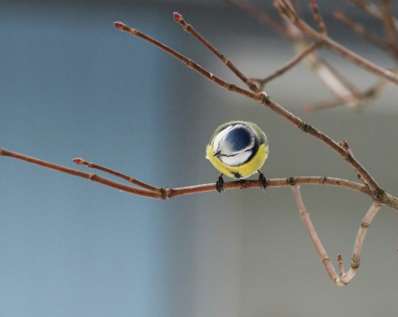 Valokuvaaja: Irja Lehtinen Valokuvaaja: Irja Lehtinen