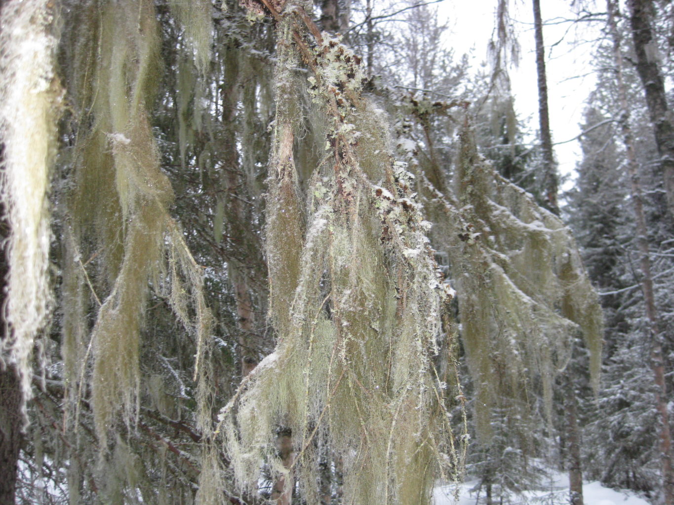 Valokuvaaja: yrjo lukkari