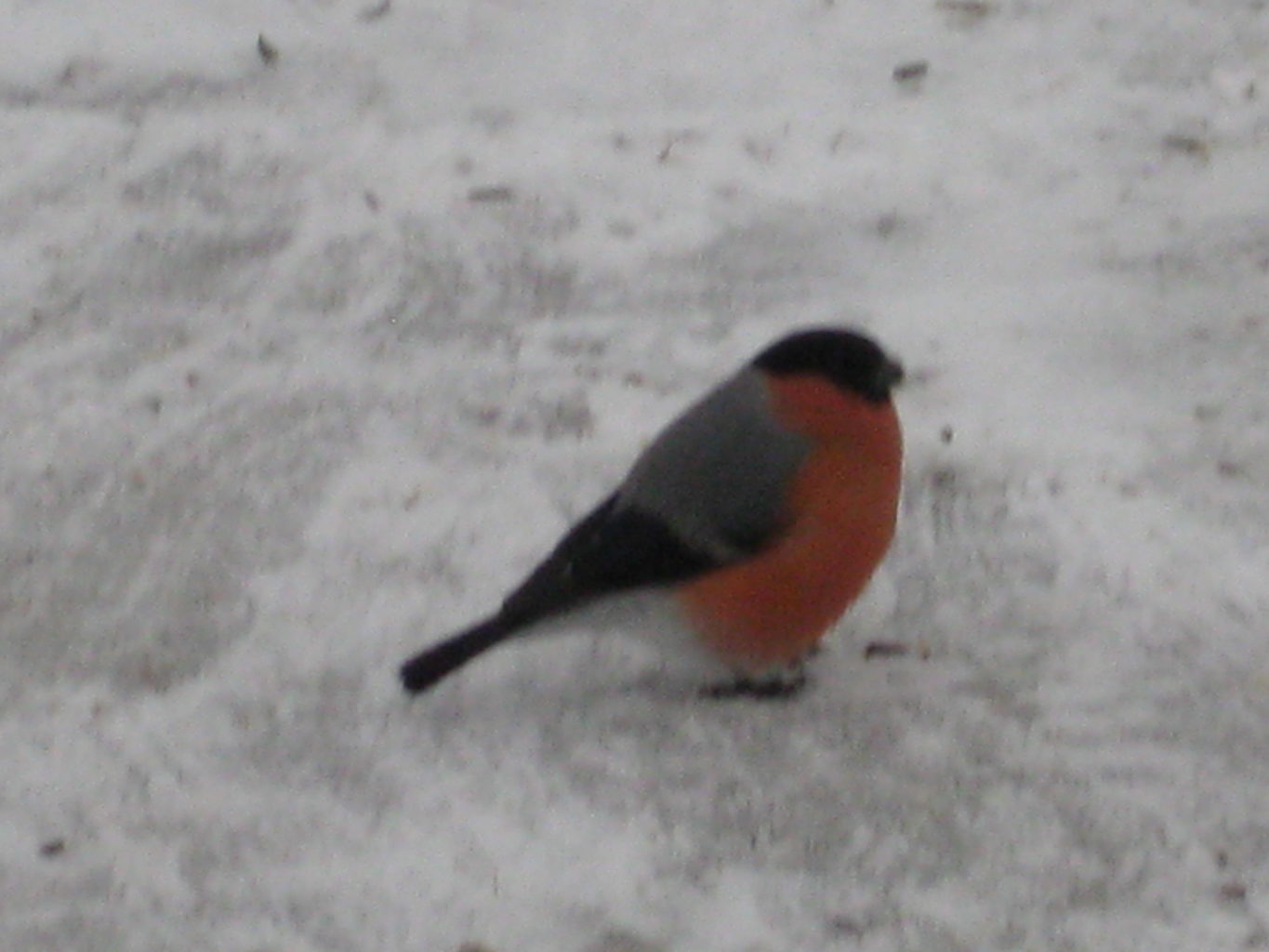 Valokuvaaja: yrjo lukkari