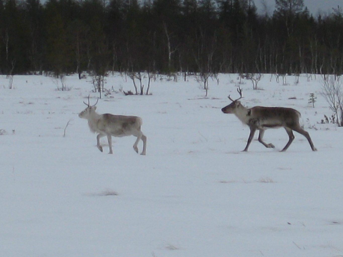 Valokuvaaja: yrjo lukkari