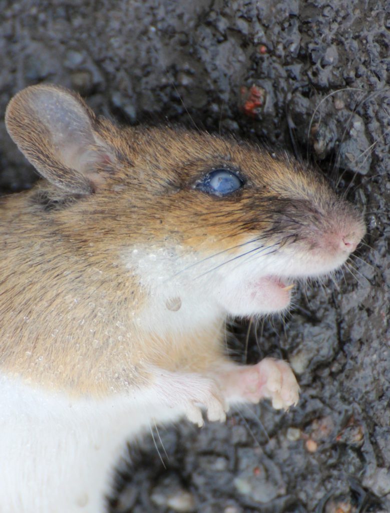 Valokuvaaja: Irja lehtinen