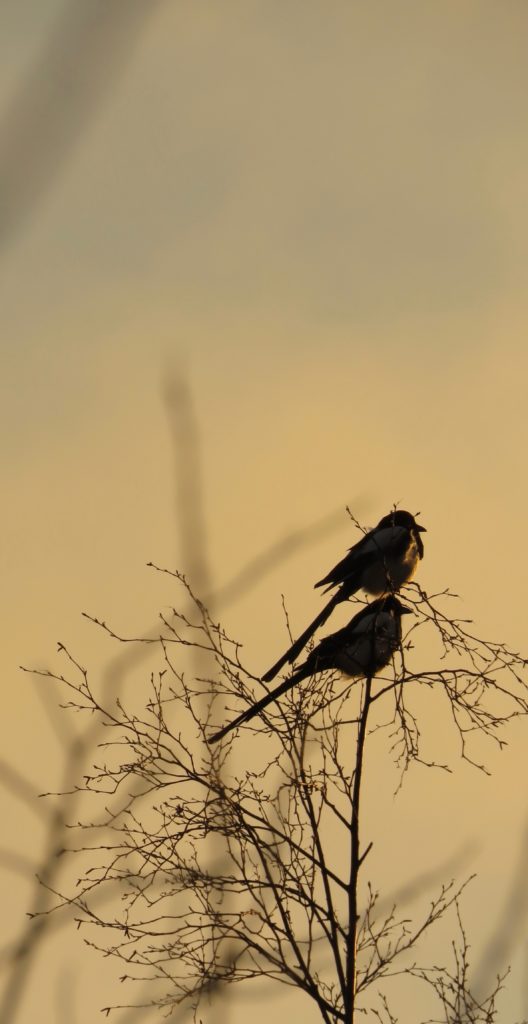 Valokuvaaja: Olivia Kuuri-Riutta