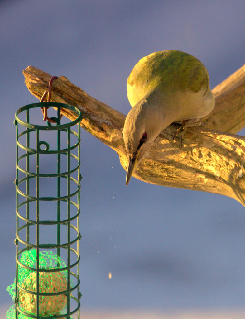 Valokuvaaja: Janne Aronen