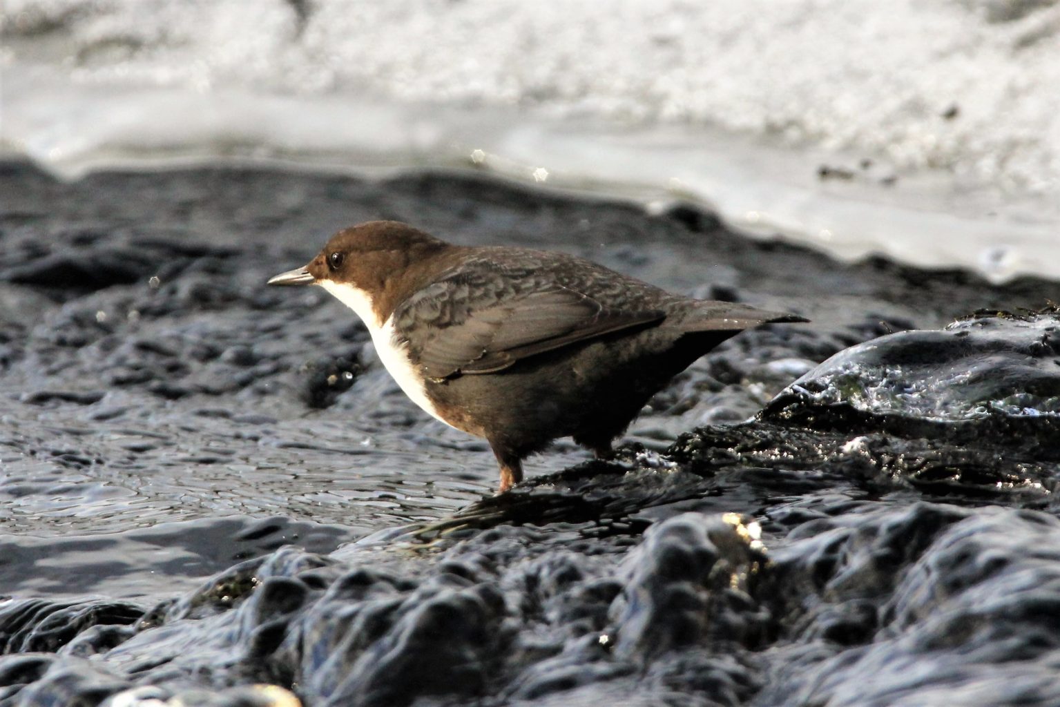 Valokuvaaja: Lasse Oksanen