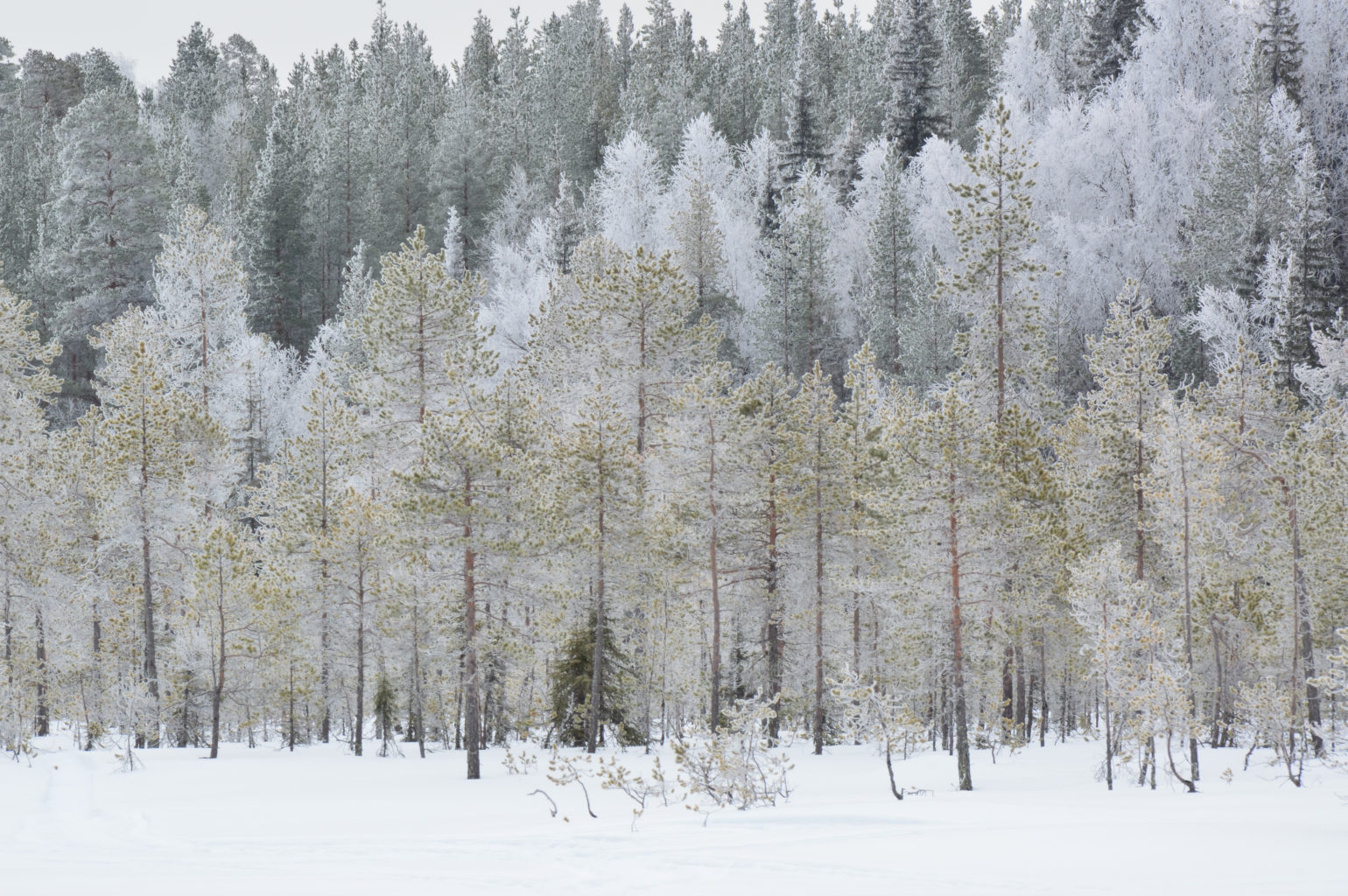 Valokuvaaja: Marjatta Riikonen