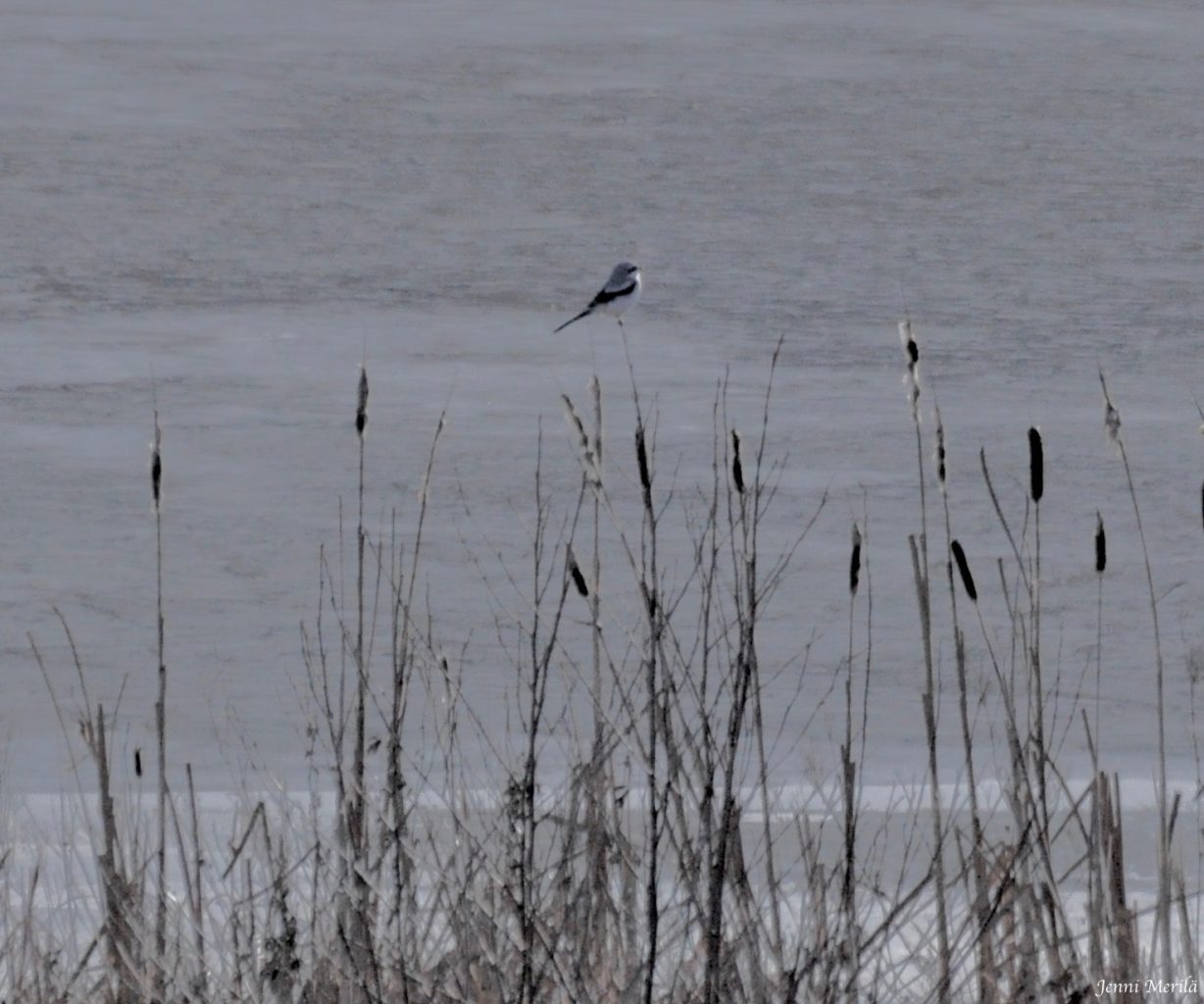 Valokuvaaja: Jenni Merilä