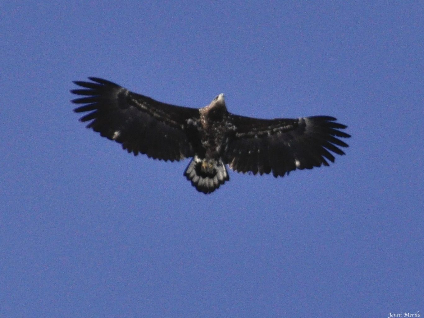 Valokuvaaja: Jenni Merilä