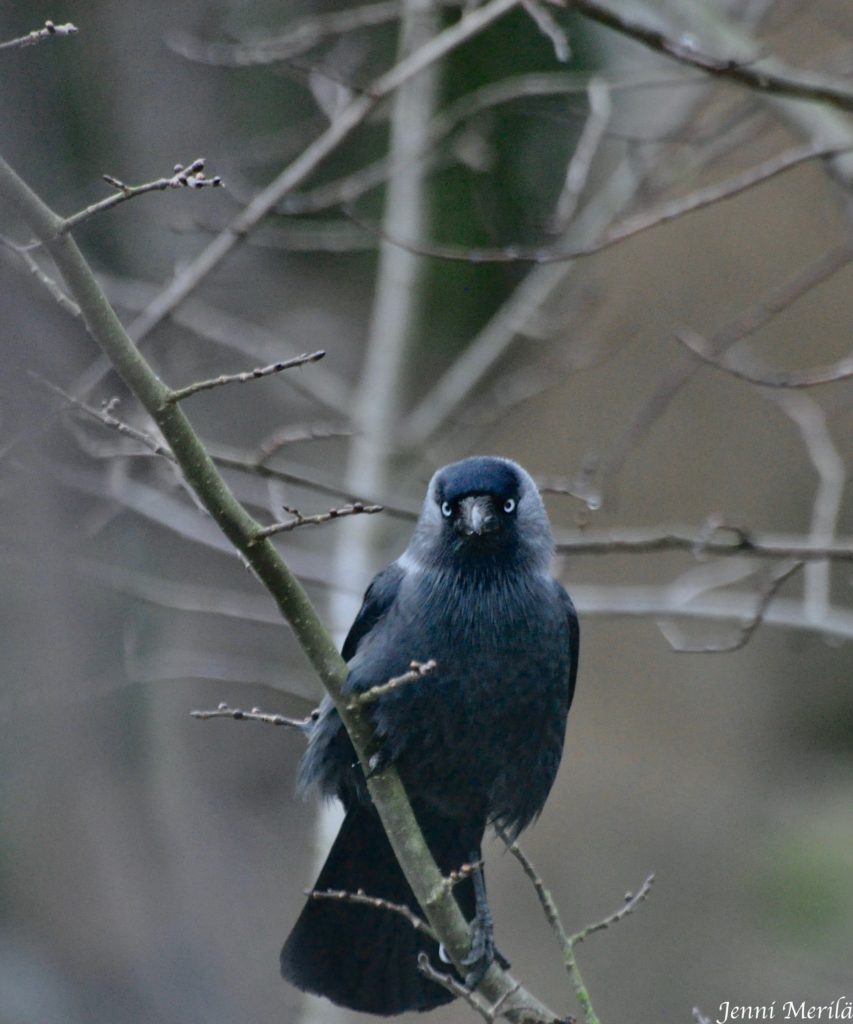Valokuvaaja: Jenni Merilä