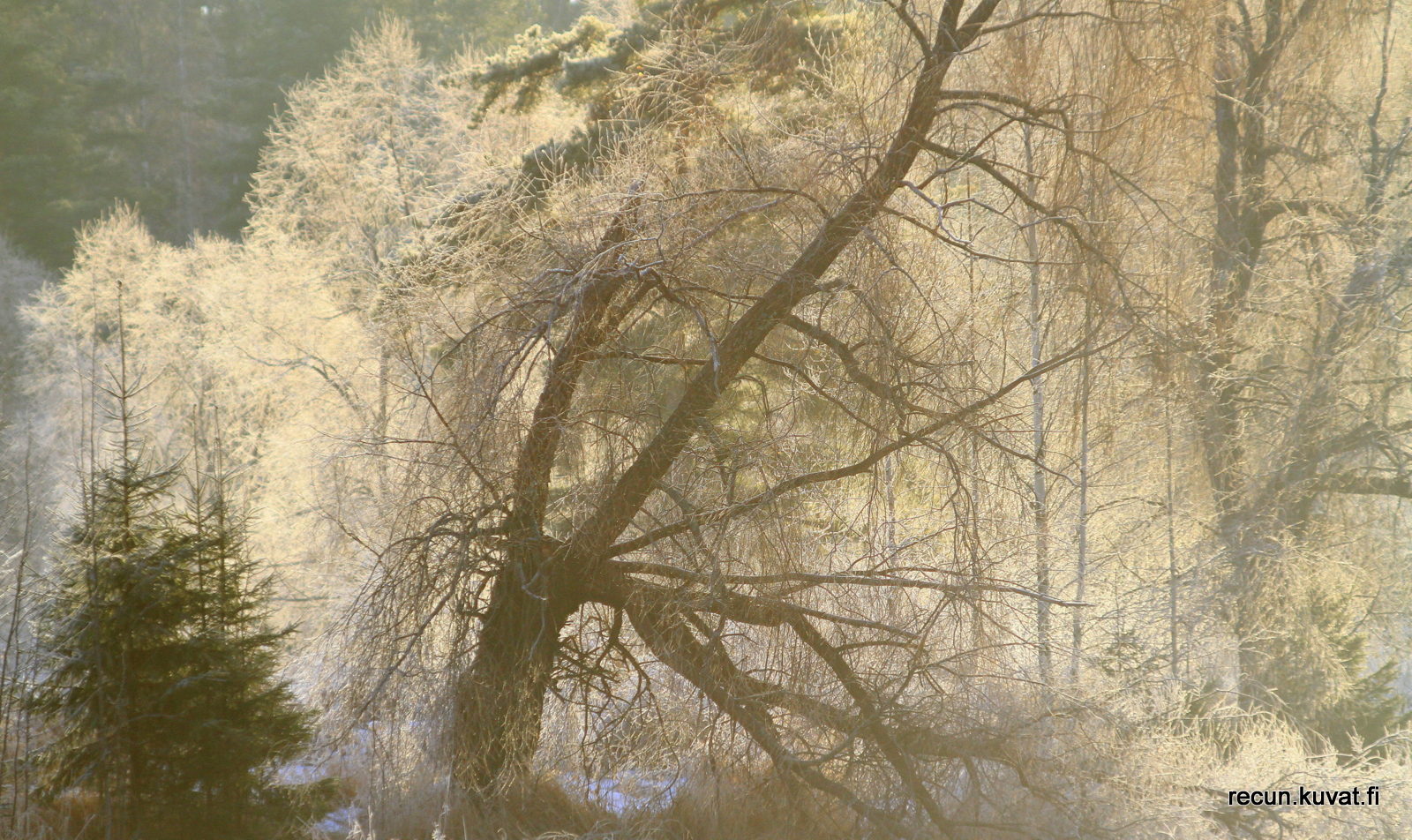 Valokuvaaja: reijo lehtonen