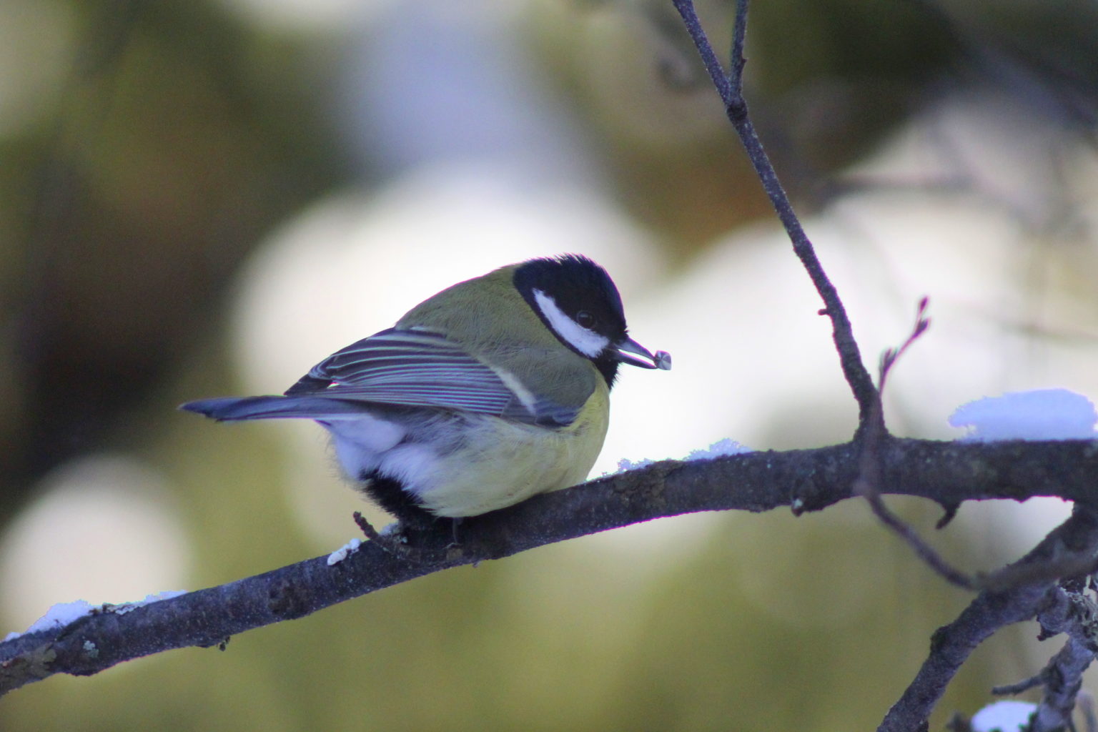 Valokuvaaja: Kalle Asikainen Valokuvaaja: Kalle Asikainen