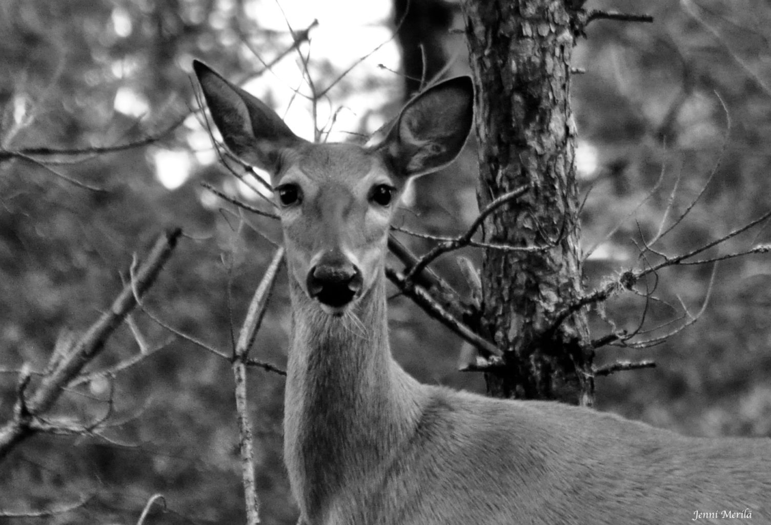 Valokuvaaja: Jenni Merilä Valokuvaaja: Jenni Merilä