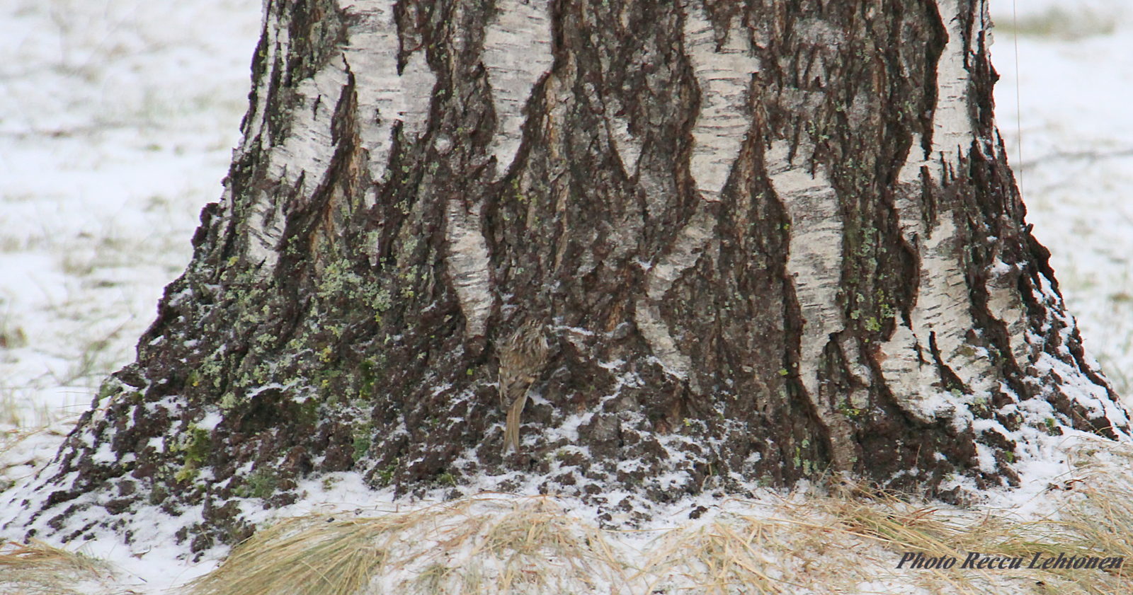 Valokuvaaja: reijo lehtonen