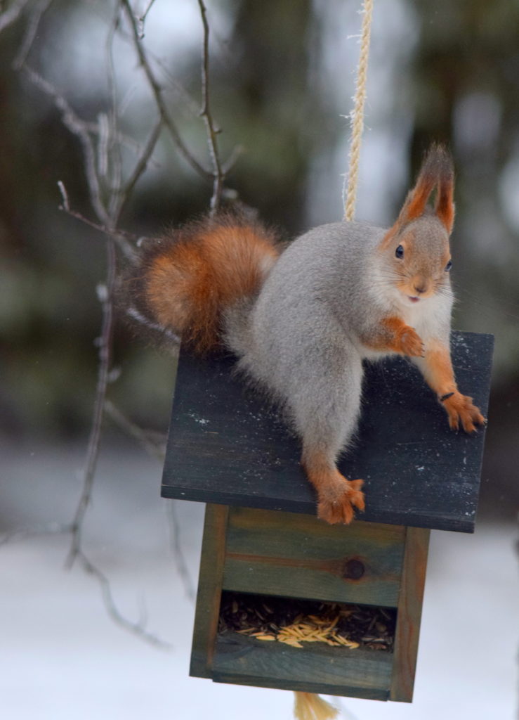 Valokuvaaja: Kalle Asikainen