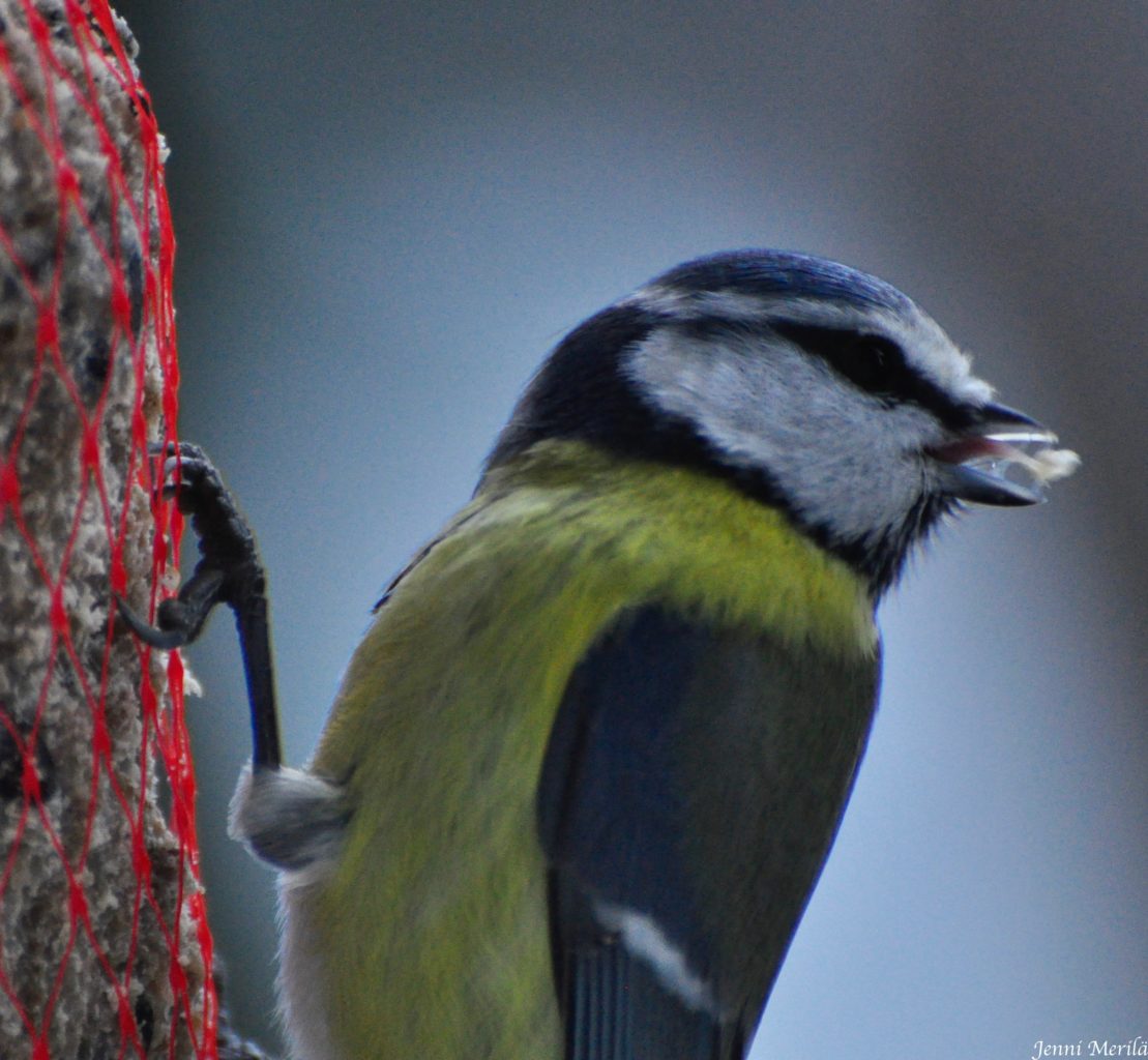 Valokuvaaja: Jenni Merilä