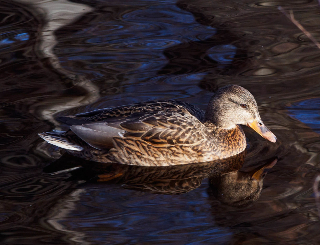 Valokuvaaja: Sirkka Karppinen