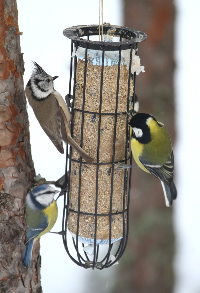 Valokuvaaja: Lasse Kokko