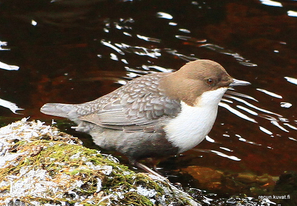 Valokuvaaja: Reijo Reccu Lehtonen