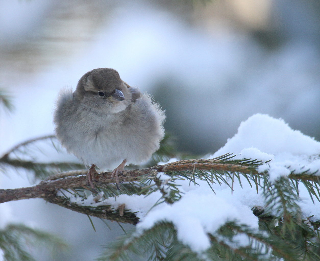 Valokuvaaja: Sirpa Jyske