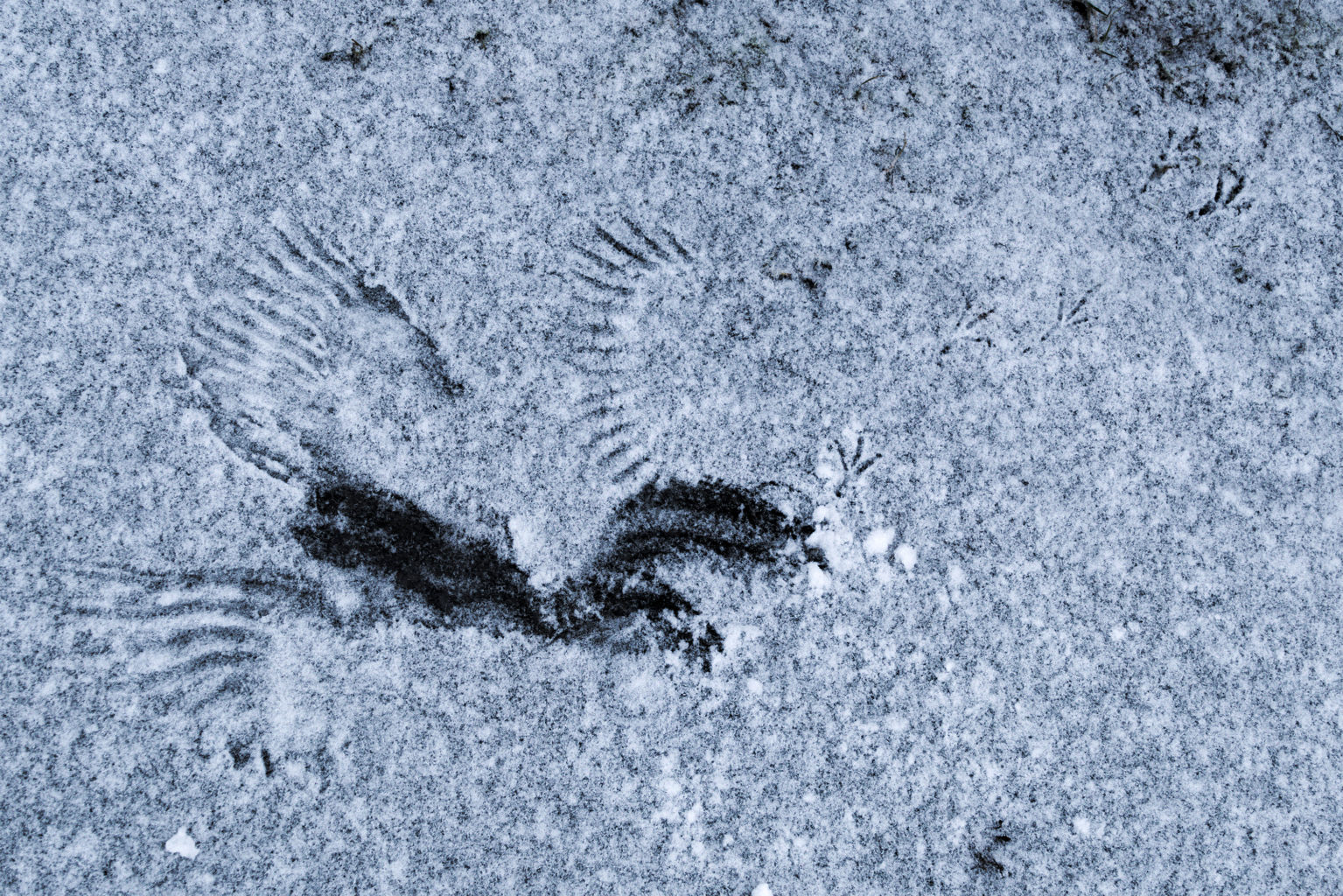 Valokuvaaja: Simo Ahtee