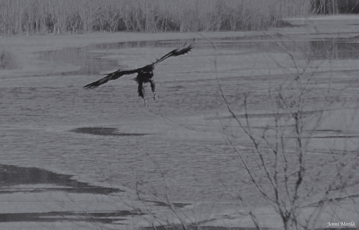 Valokuvaaja: Jenni Merilä Valokuvaaja: Jenni Merilä