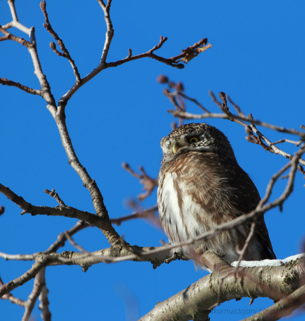 Valokuvaaja: anne keski-vinkka