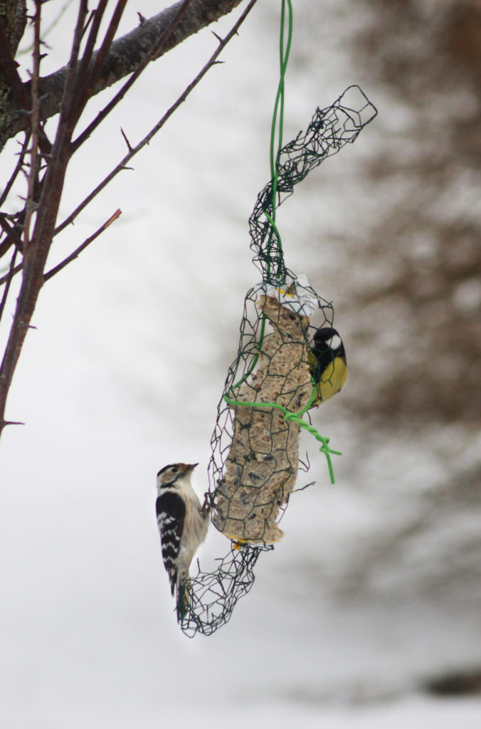 Valokuvaaja: Tuija Lahti