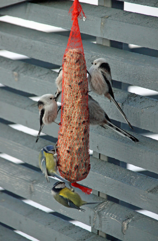 Valokuvaaja: Teija Heinonen